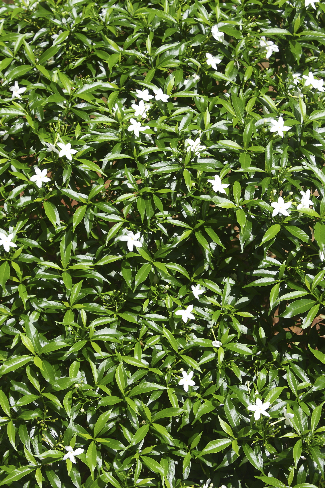 Jasmine Flowers - what's to come!