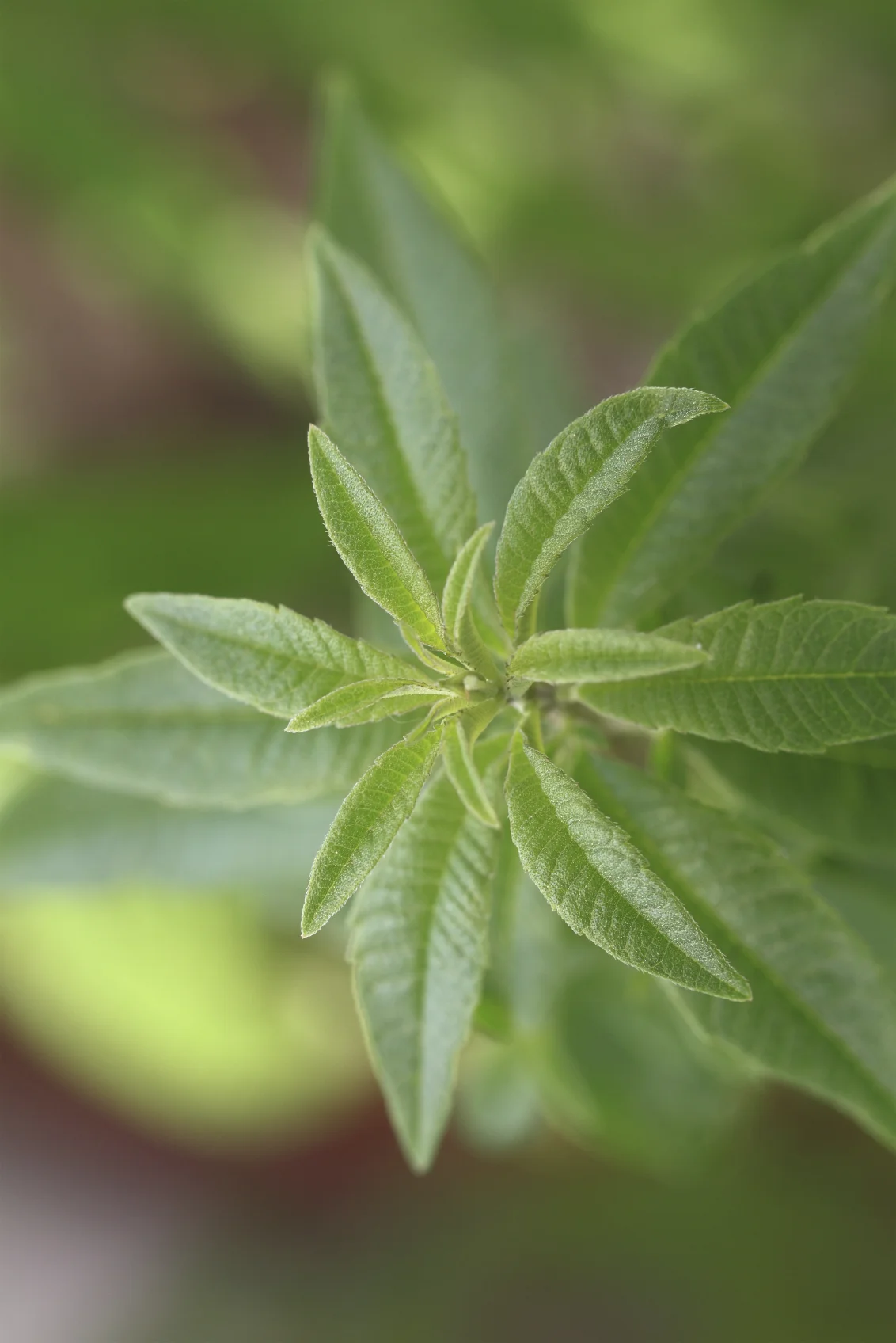 Lemon Verbena - what's to come!