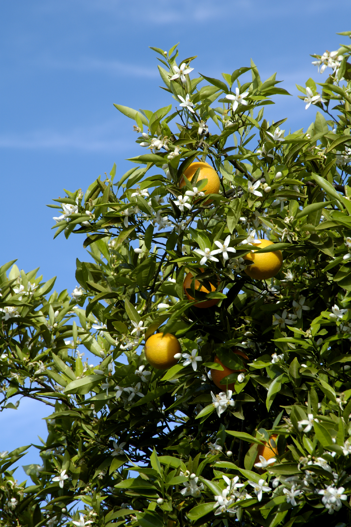 Orange Blossoms - what's to come!