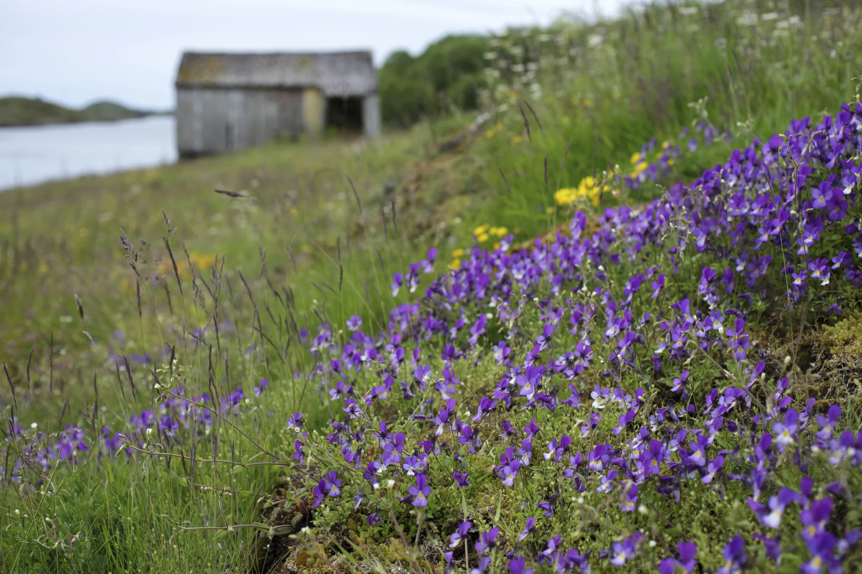 Violet fields - what's to come!
