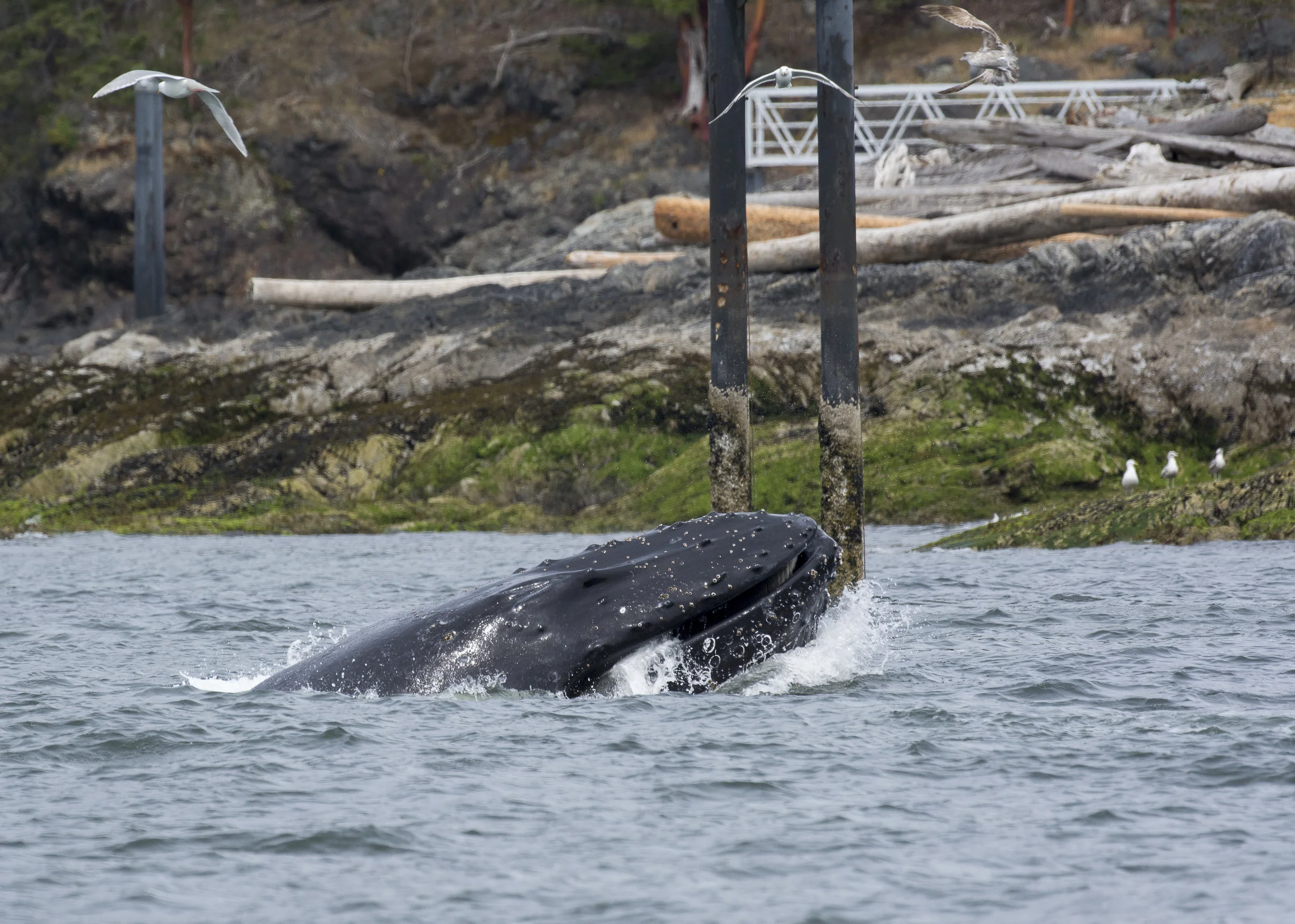 Humpback BCYukKeta2016#1 White Lip lunge feeding in the Strait of Georgia. Photo by Ashley Keegan