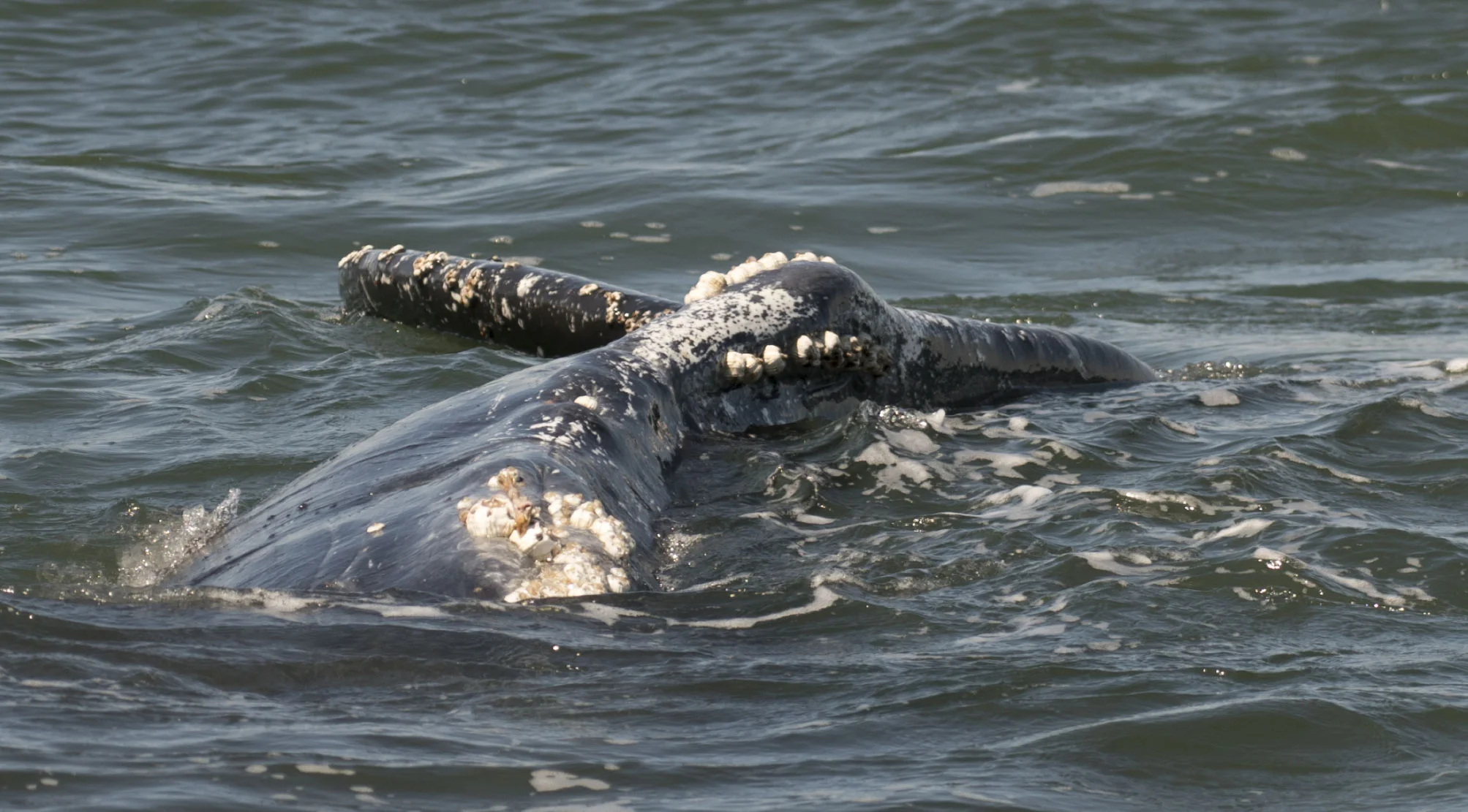This photo of "Dalmatian's" underside confirms she's a female! We hope she'll bring her own calves to feed in BC's nutrient-rich waters in the years to come. Photo by Ashley Keegan.