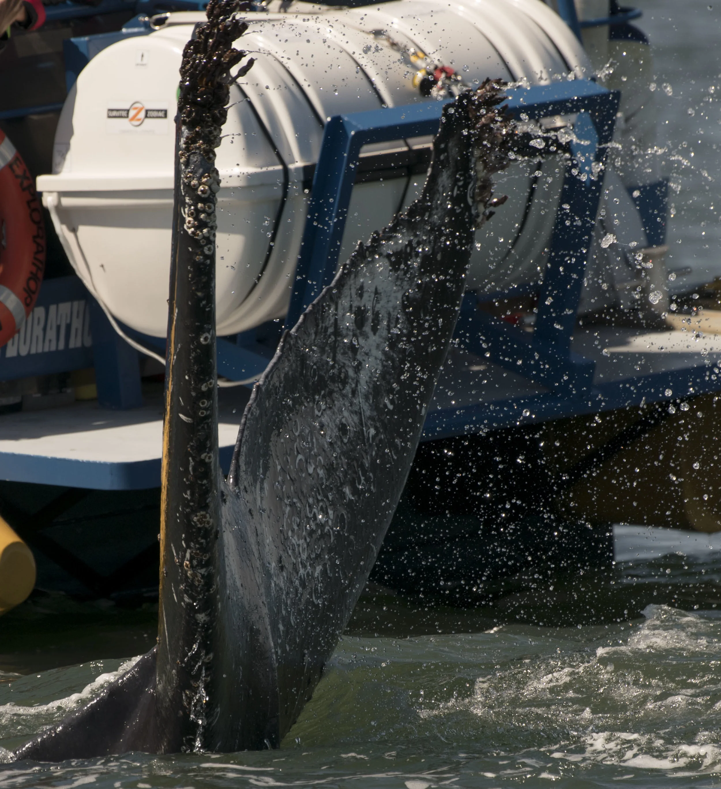 April 23rd, 2018 - Humpback "mugger" in the Strait of Georgia Matched! 
