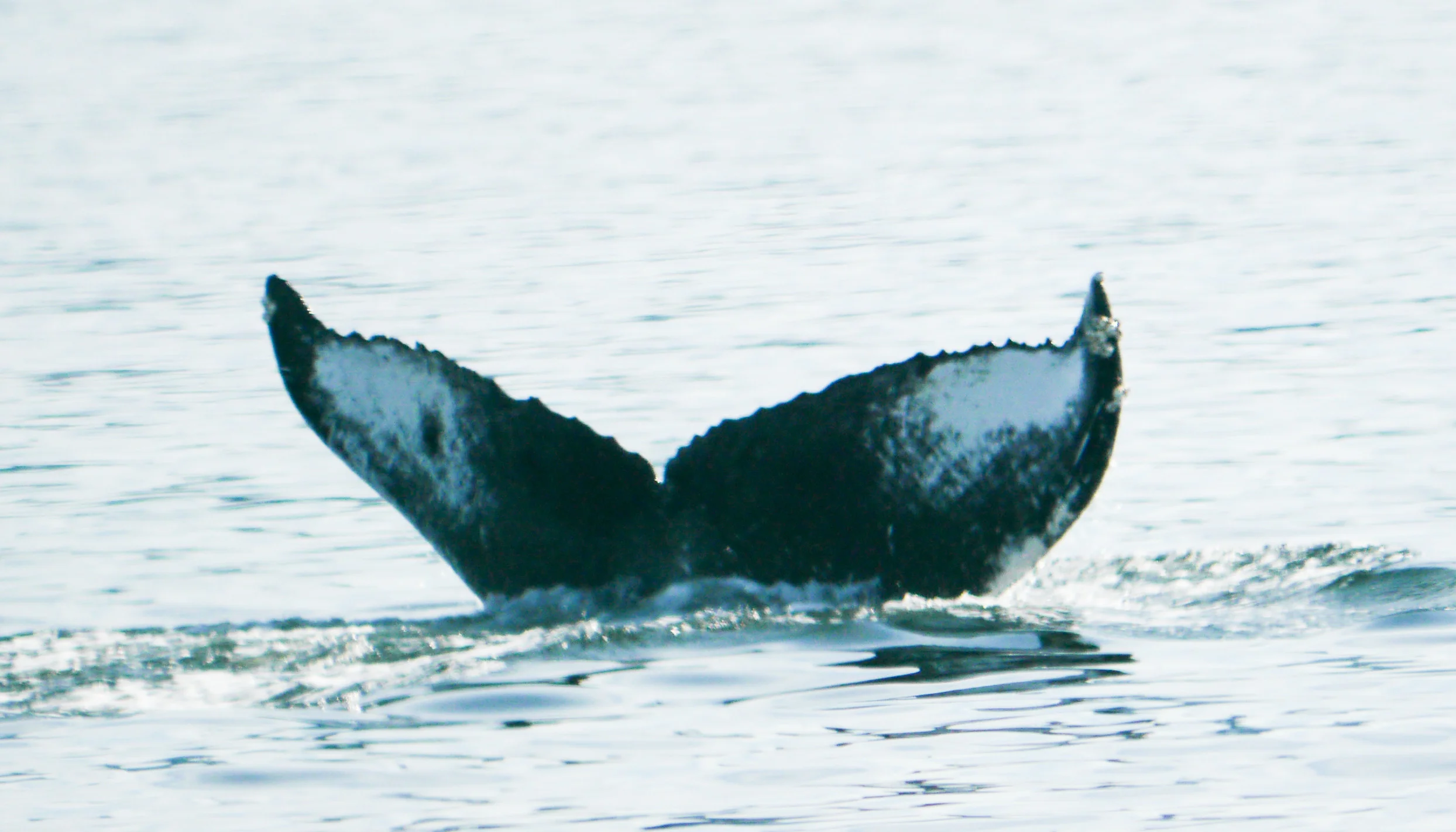 KEY0014 - CS633 - Wolf Eel