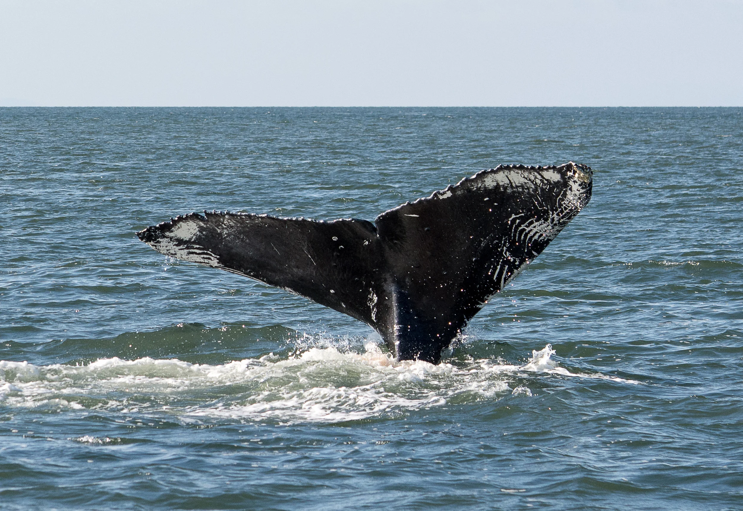 BCY0523 - CS262 - Graze