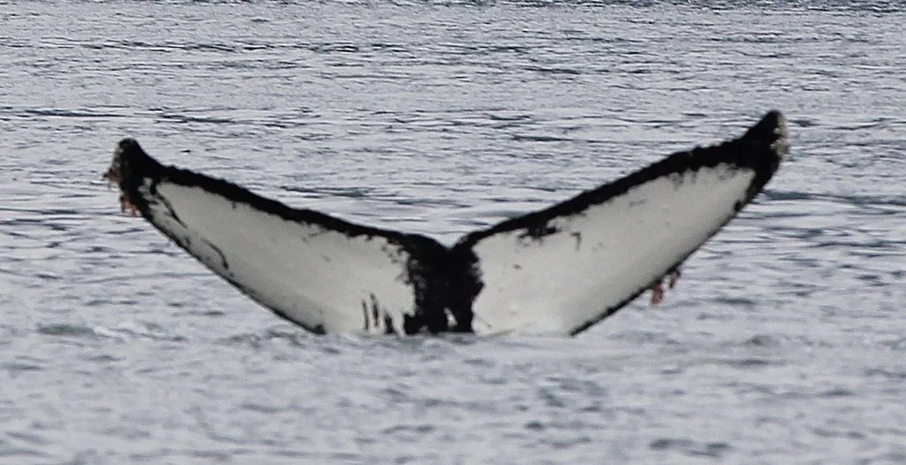 KEZ0002 - CS0513 - Anvil