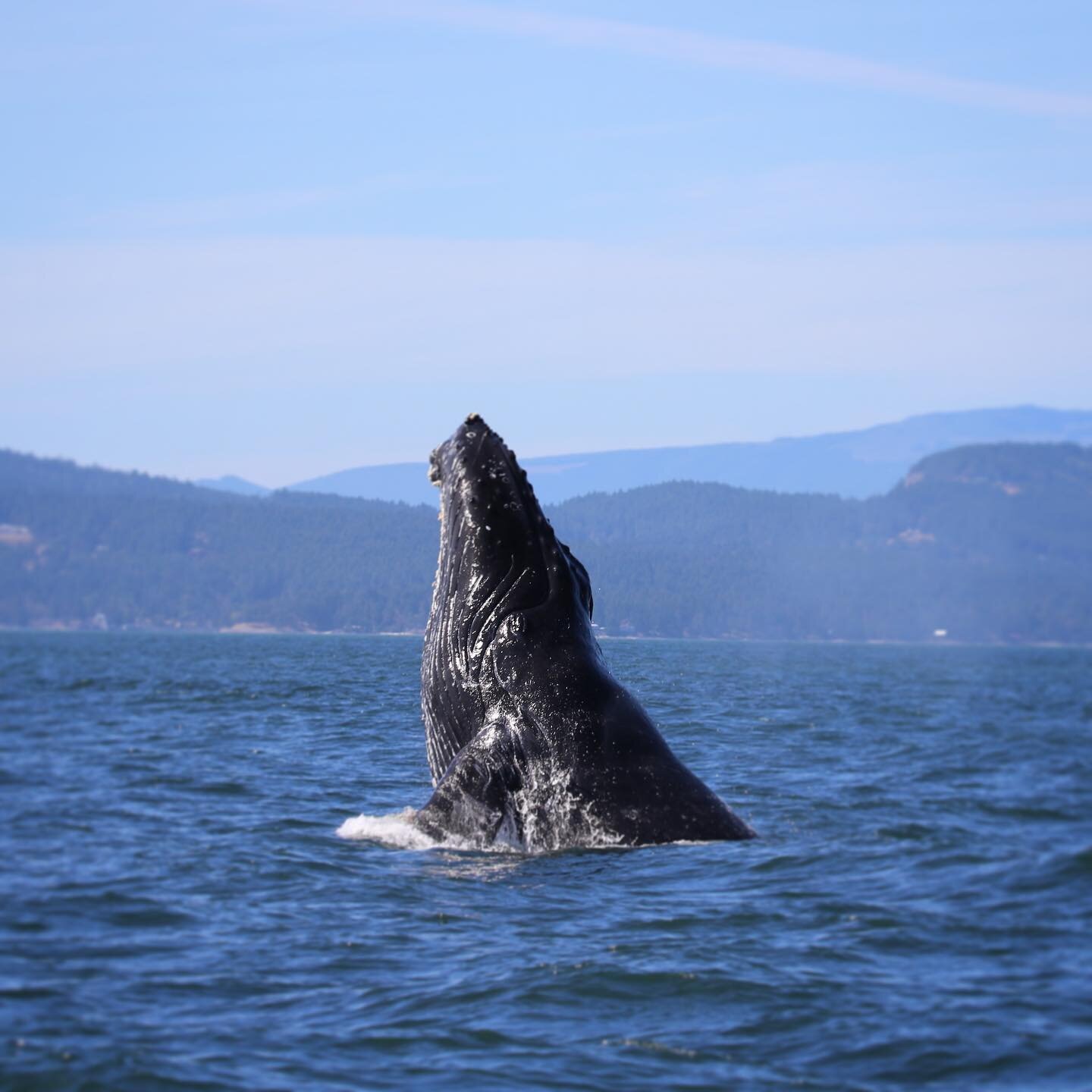 Strike (KEX0045) chin slapping this past summer. It&rsquo;s always nice to feel the sun on your skin...even as a whale! This behaviour is thought to have multiple purposes: communication with other whales in the area, and to pull itchy barnacles or s