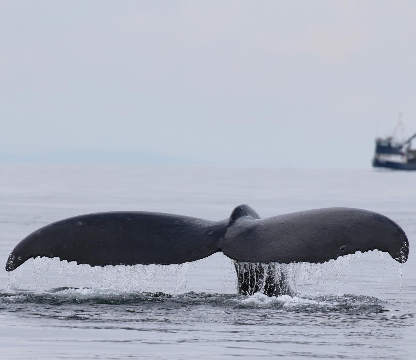 Humpback whale Mammoth (KEX0023) flunking on a calm day in the Strait. Photo by volunteer @cheyenne.sgiath .
.
.
#ketacoastal #humpbackwhale #humpbackresearch #whaleresearch #fieldwork #marinemammalscience #saveourseas #humpbackcomeback #flukeshot #f