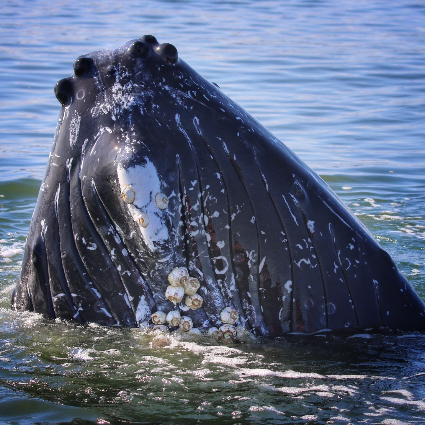 This cold spell hitting Vancouver Island and the Lower Mainland is making us wish we were watching humpbacks in their breeding grounds!
.
.
.
Photo by volunteer @cheyenne.sgiath #hawaiidreaming #mexicodreaming #ketacoastal #humpbackresearch #marinema