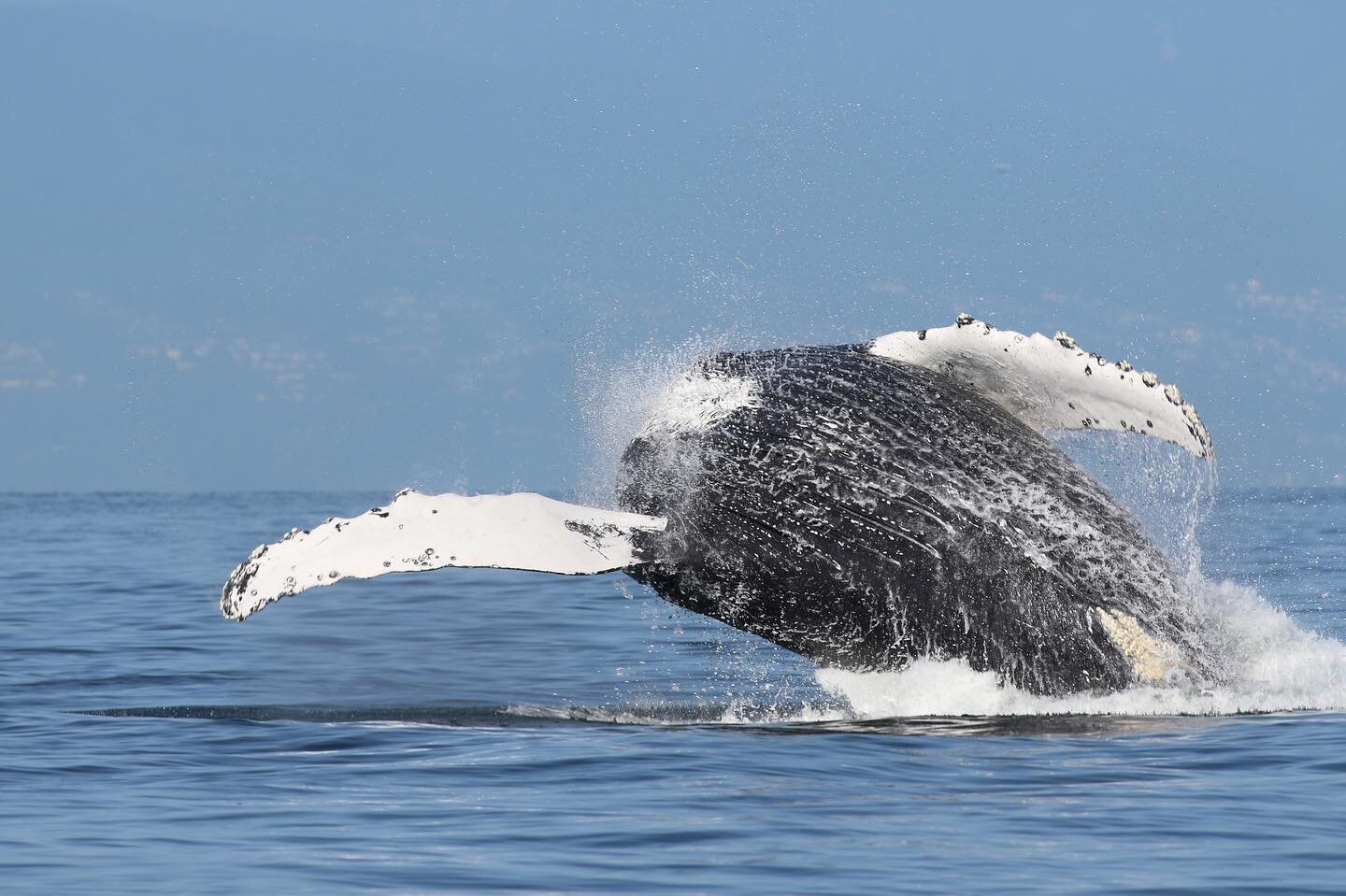 Throwback to a spectacular encounter on August 5th 2019.

Photo by @ryantev

#ketacostal #humpbackwhale #humpbackresearch #whaleresearch #fieldwork #marinemammalscience #saveourseas #humpbackcomeback #flukeshot #flukesup #volunteer #beautifulbc #migr