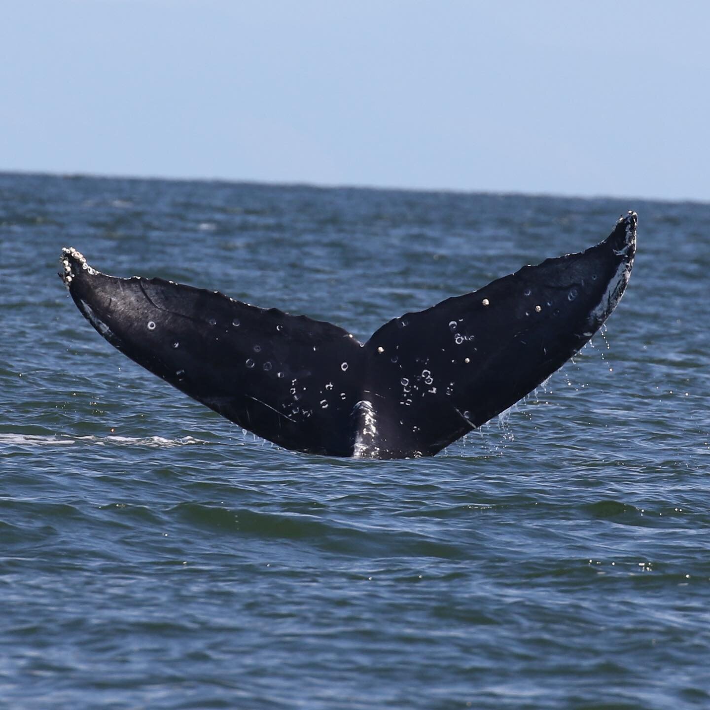 Meet one of the latest additions to BC&rsquo;s growing humpback whale population! This is BCY0160 Heather&rsquo;s calf, and we hope to see lots more of this youngster in the future. Thank you @vanislandwhale and marine naturalist @b_pirker for submit