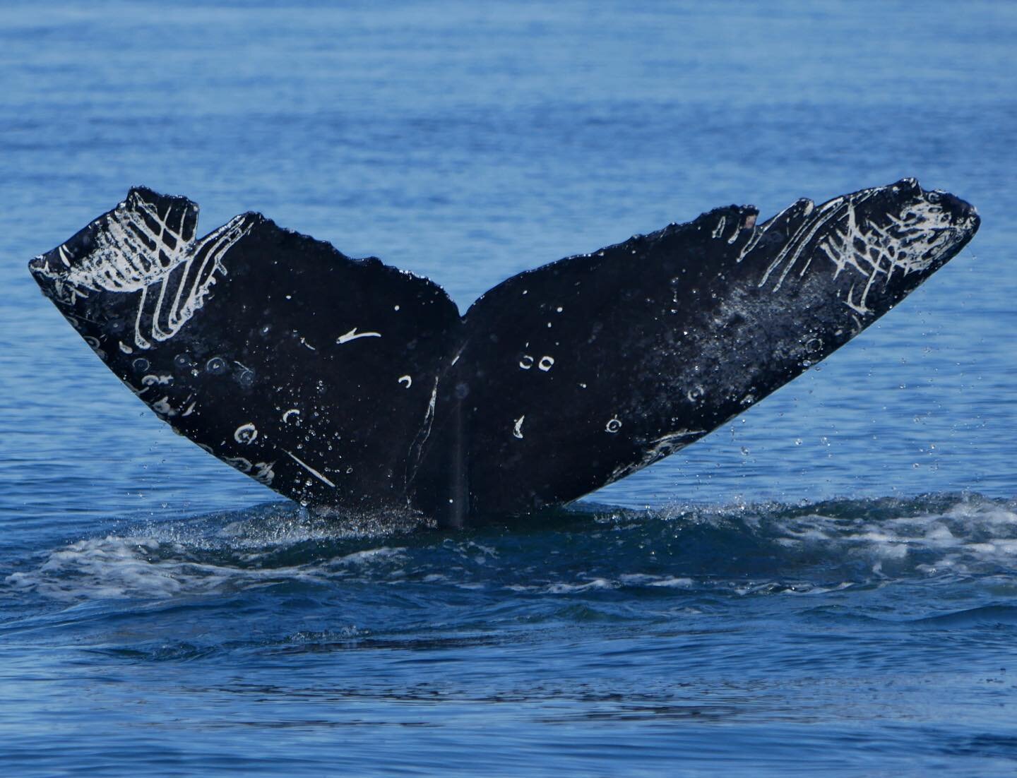 Humpback whale &ldquo;Valiant&rdquo; fluking in the early autumn. Born in 2017 to Split Fluke (BCX1068), Valiant&rsquo;s intense scarring is likely the result of an orca attack while she was very young- the lines are where their teeth dragged down Va