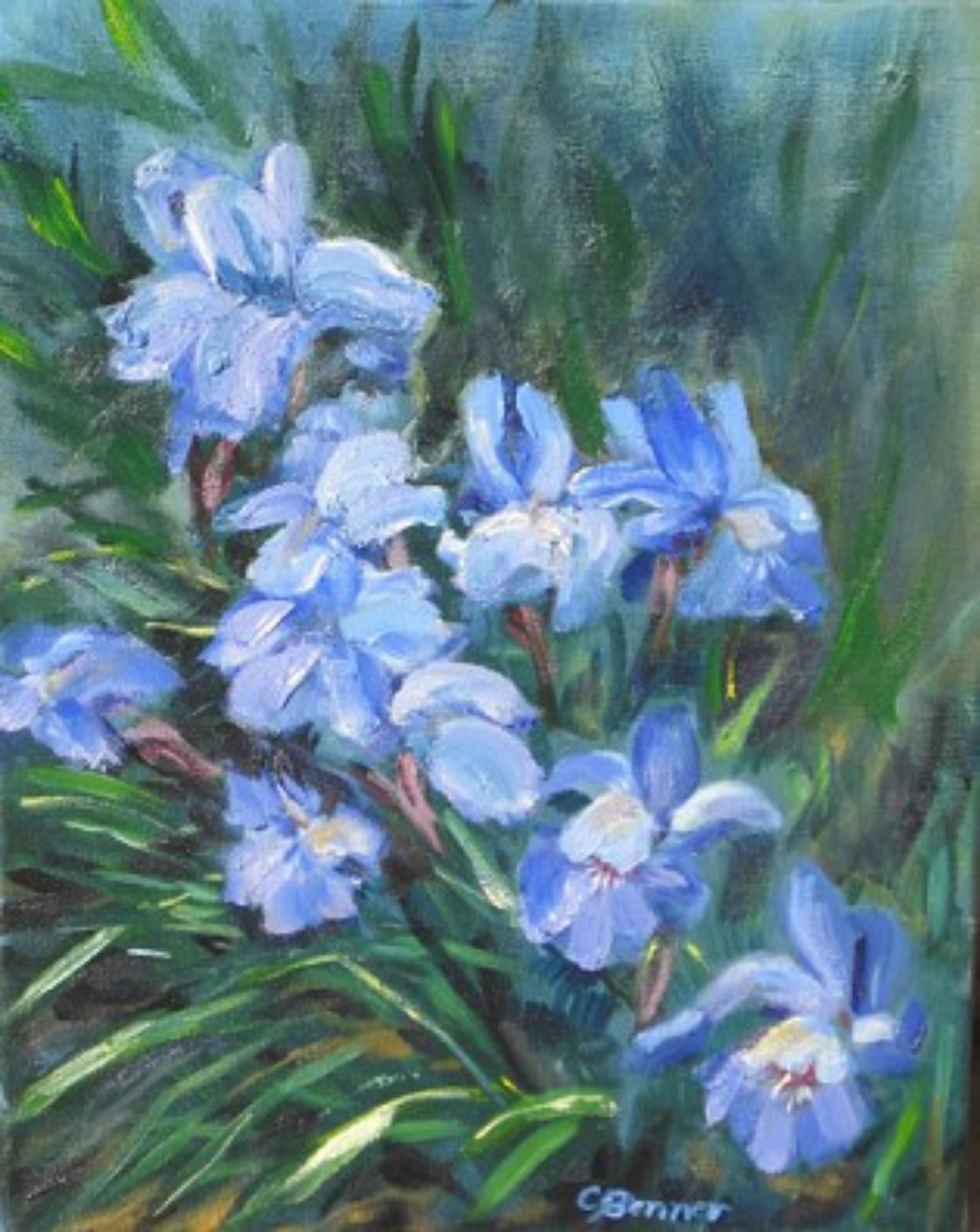 Garden Iris
