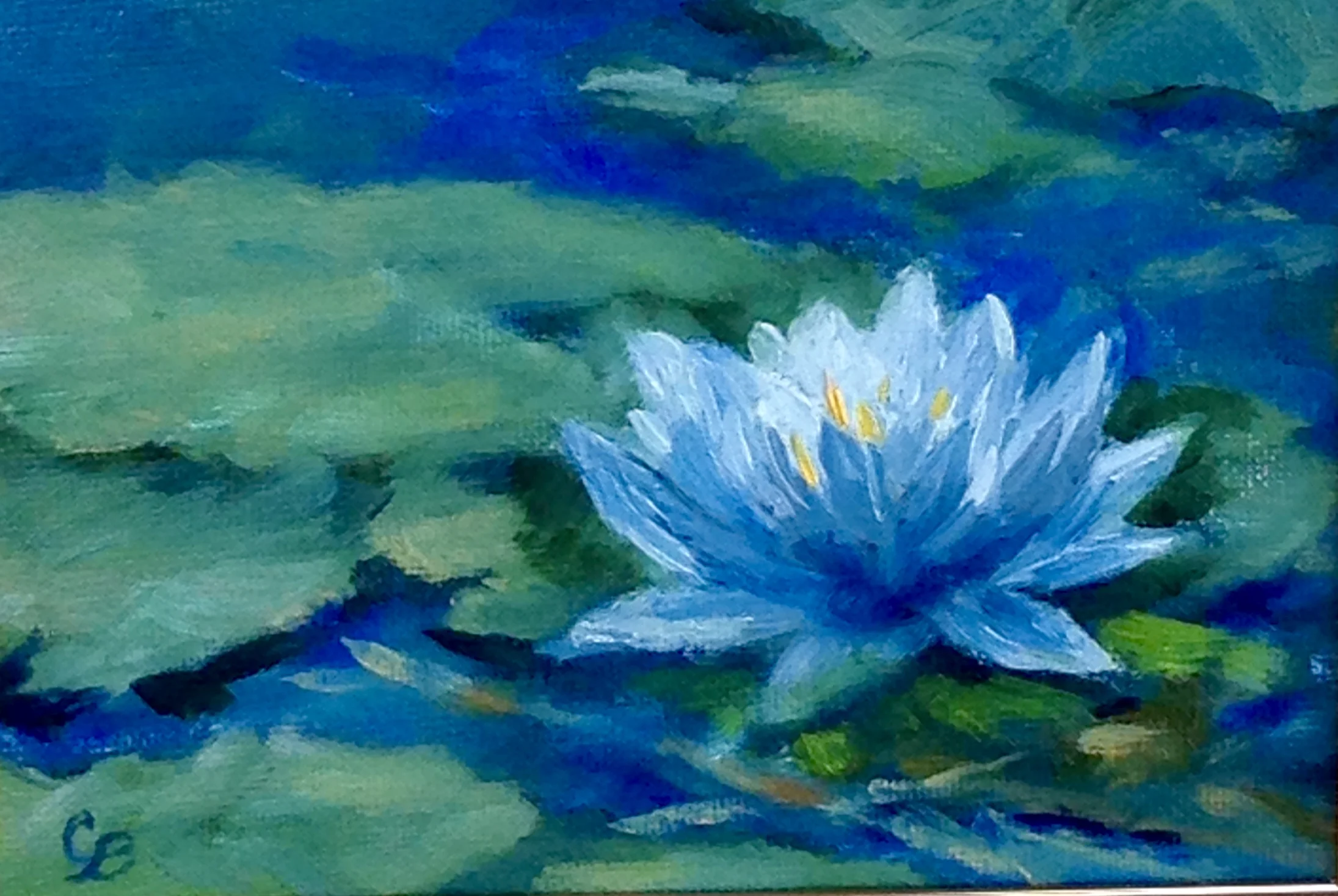 Pond Lilly