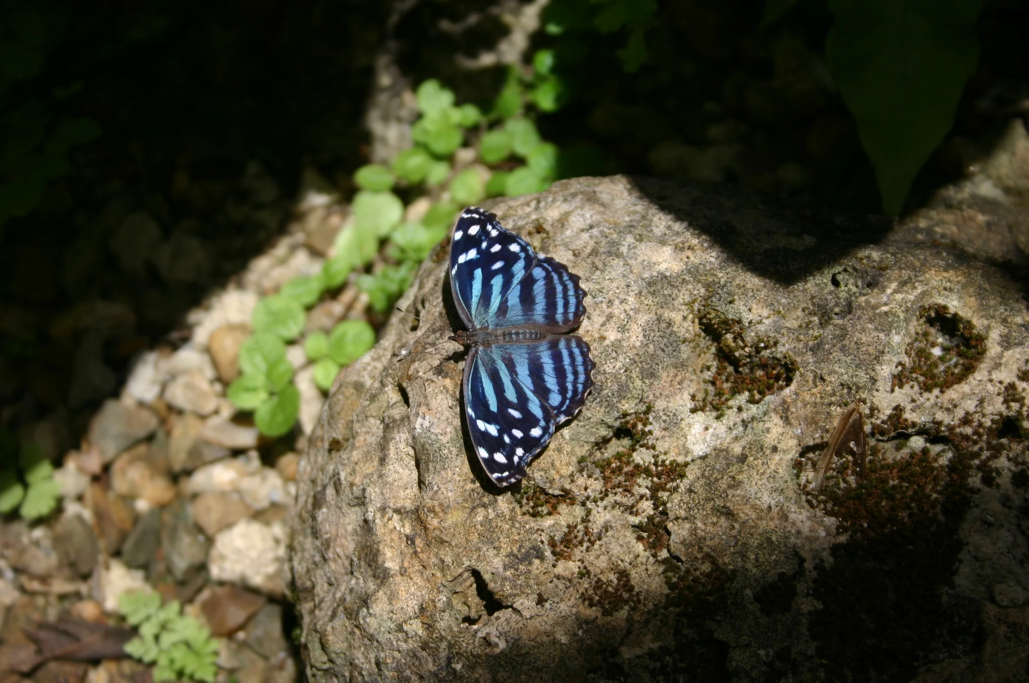 Finding Peace in Beauty