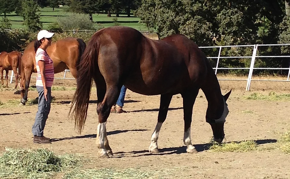 Equine Reiki