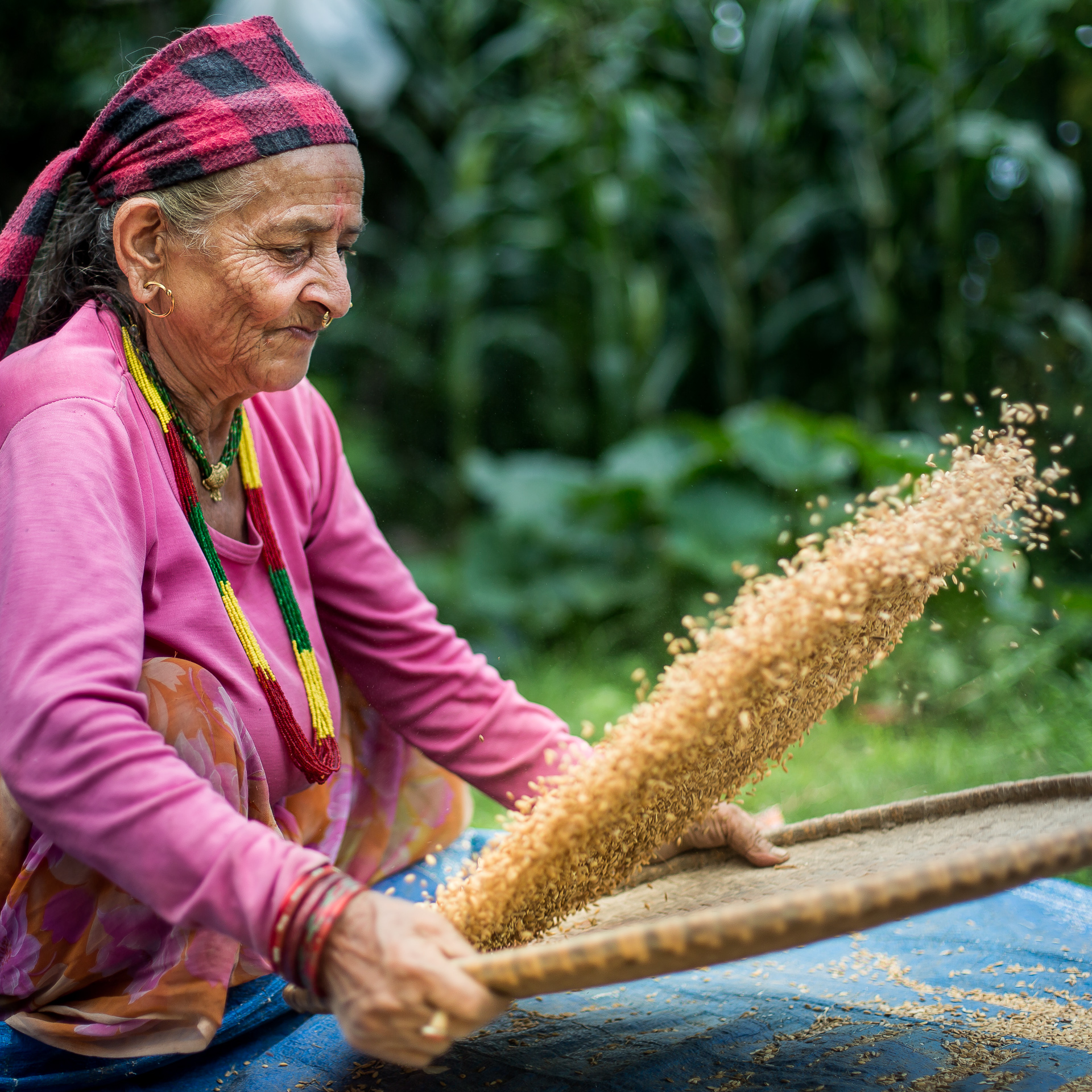 Woman cleaning grain by using a nanglo to toss it, separating grit and soil from the grain. 