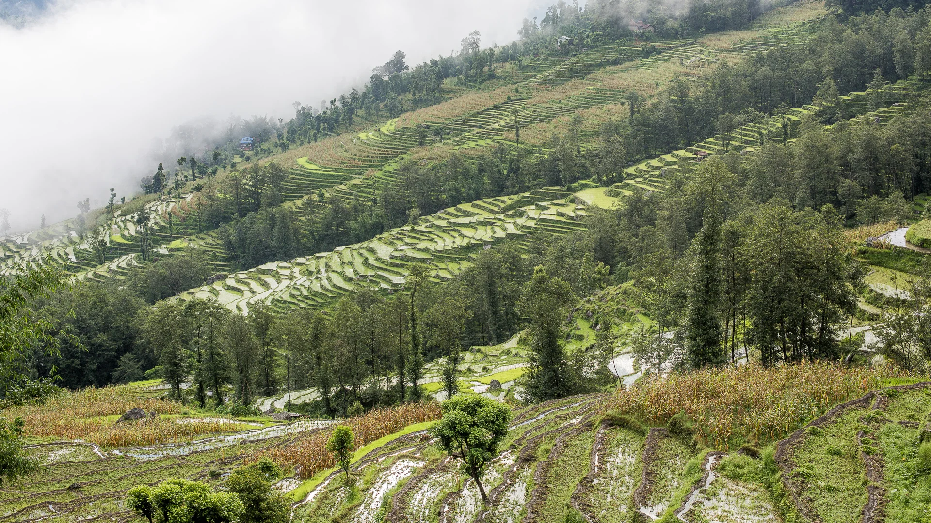 Morning view from Rohit’s uncle's house. Morning mist is slowly moving up the mountainside after a night of heavy rain.