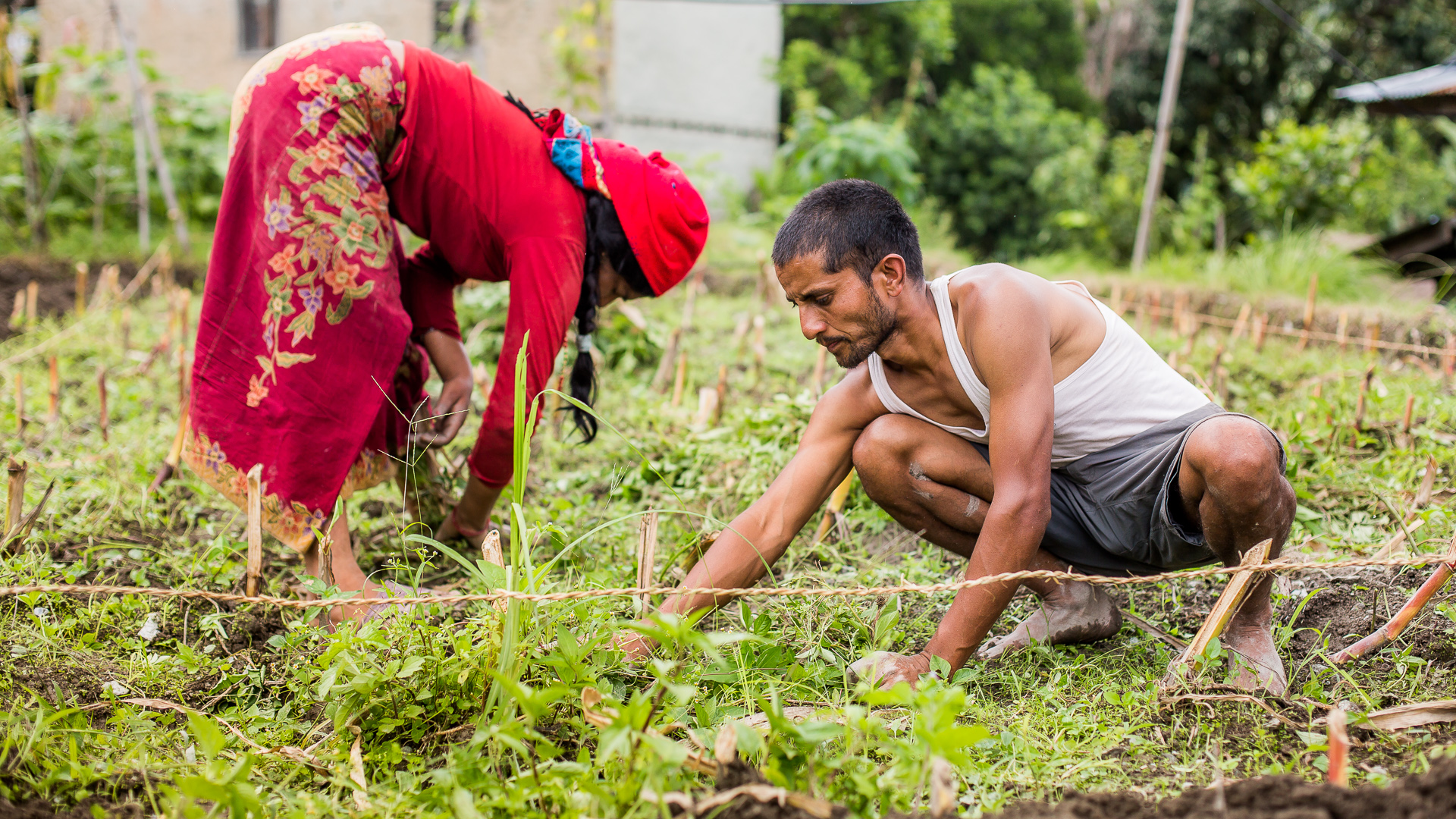 Rohit and his aunty taking the potatoes from the ground and preparing the land for the greenhouse.
