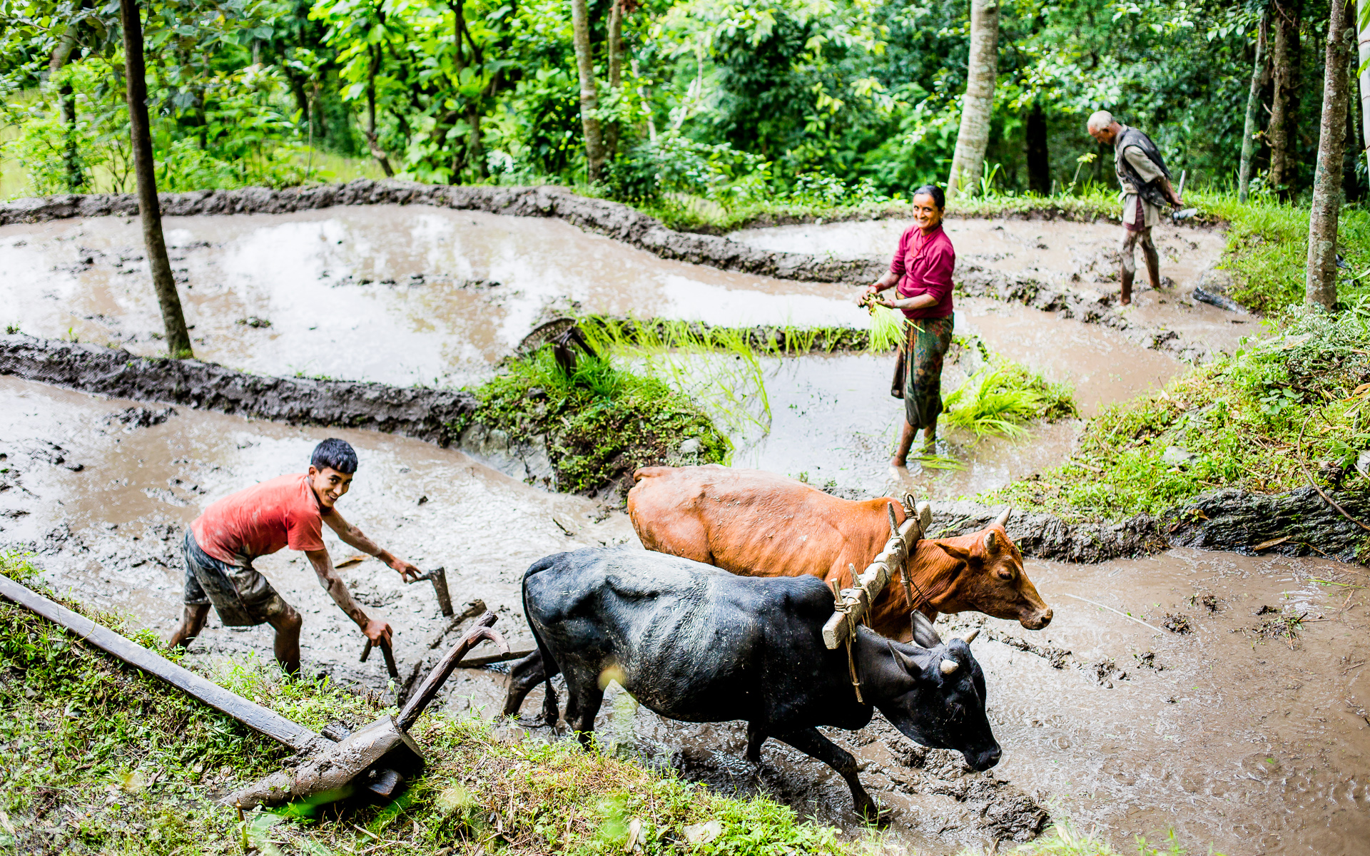 Preparing the land with the help of a team of oxen before planting rice.