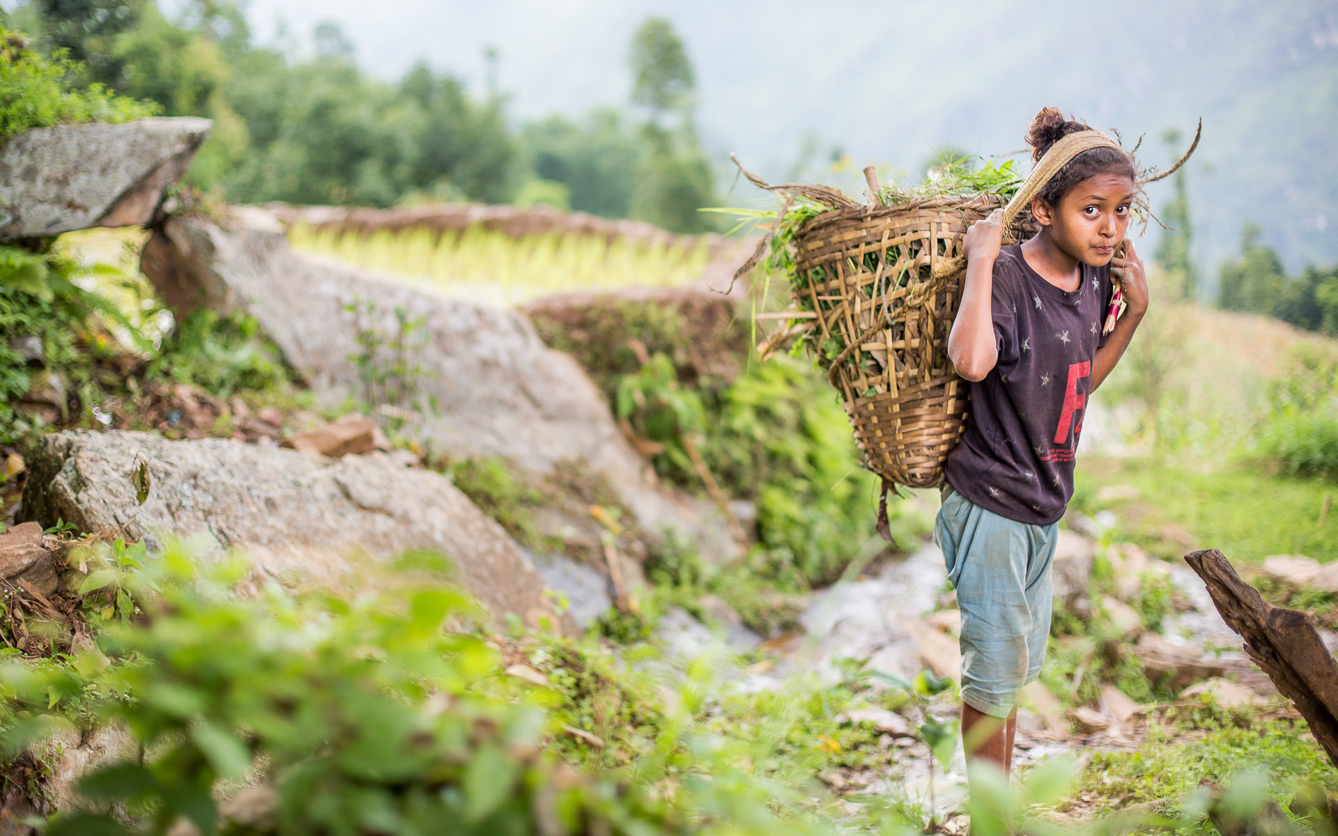 Collecting grass for the goats.
