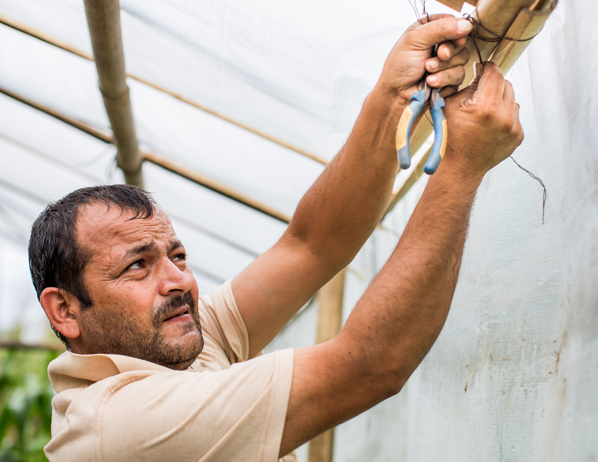 Domaraj tying bamboo together.