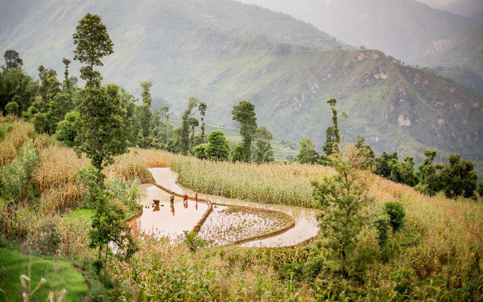 Preparing the field before planting the rice.