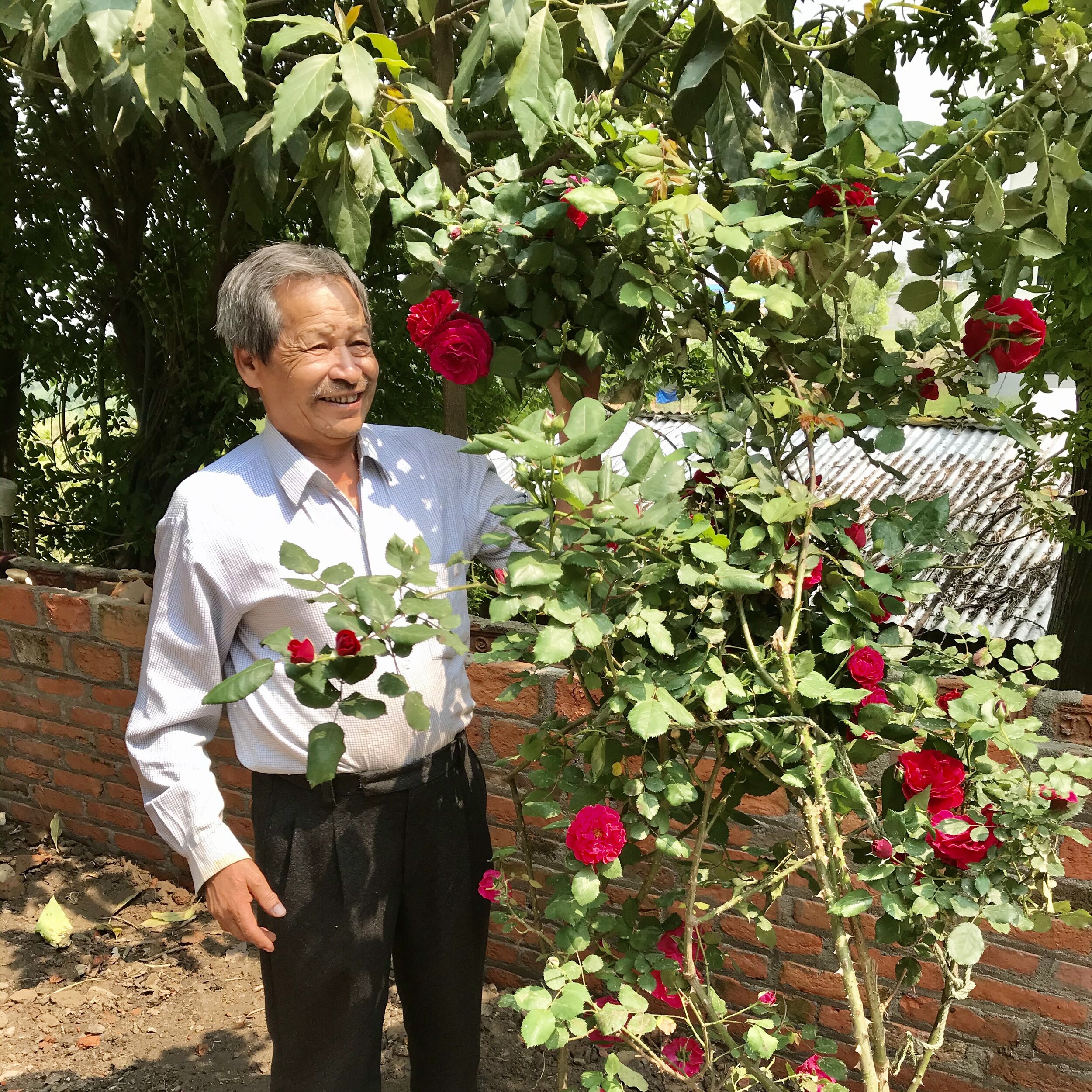  De vader van Samjhana poseert met de rozenstruik die prachtig in bloei staat. 