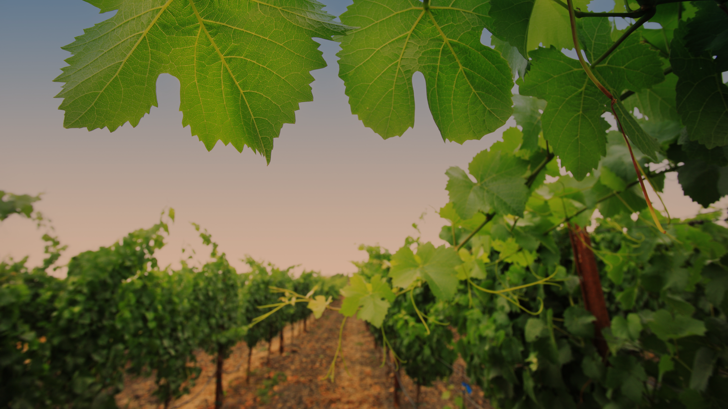 Depositphotos_32425979_l-2015-CROP.png