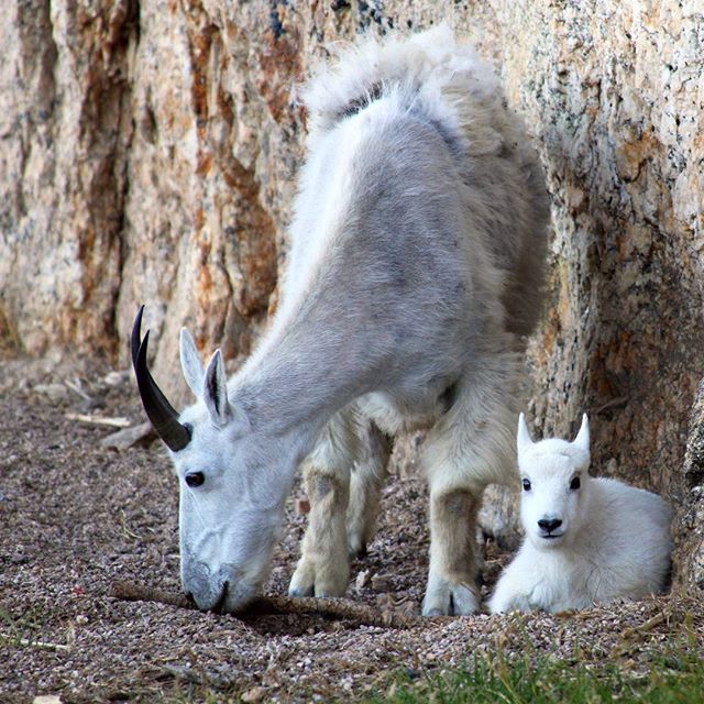 We stumbled upon this Rocky Mountain Goat and her kid at Custer State Park last weekend, and they were gracious enough to allow me close enough to snap a few pictures!
#babygoat #mountaingoat #HiFromSD #findyourpark #statepark #southdakota #SoDak #blackhills #GreetTheOutdoors #GoExploreWander #outdooradventure #modernoutdoorsman #natgeotravel #wearestillwild #adventureanywhere #getoutthere #mastershots #naturephoto #TheMidwestival #midwestblogger #midwestisbest #outdoorlife #igersmidwest #midwestliving #minnstagrammers #GreatNature #shutterbug_collective #ig_naturelovers #animalsofinstagram #animalphotos