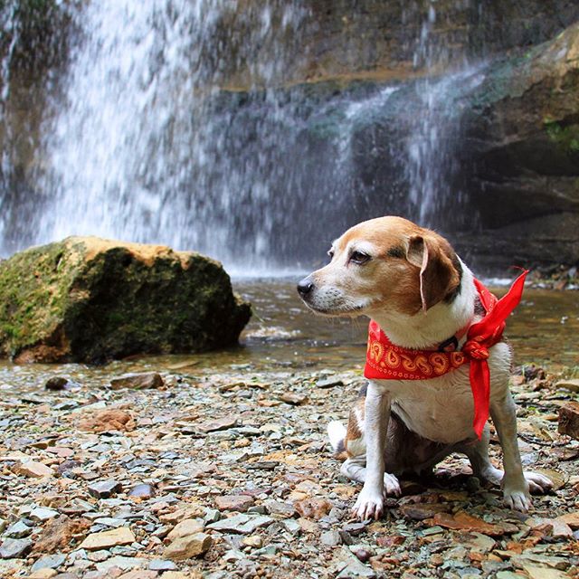 🐶🐕 Do you have a dog who is as adventurous as you?
Well, I'm sure lucky to have one! @jevito31 and I took #HaleyTheBeagle on a day trip to Wisconsin this past weekend for some #waterfallhunting and brewery tours, and she had an absolute blast! If you have a dog, I encourage you to take them out with you wherever and whenever you can...it's rewarding for everyone!
#beaglegang #beaglesdaily #beaglesofinstagram #dogsofyelp #dogsofinstagram #Beagle #ItsADogsLife #dogsofinstaworld #instabeagle #instapet #instagrambeagles #petstagram #adventuredog #adventurepup #GreetTheOutdoors #GoExploreWander #outdooradventure #modernoutdoorsman #natgeotravel #wearestillwild #adventureanywhere #getoutthere #mastershots #naturephoto #TheMidwestival #NaturalWonders #midwestisbest #outdoorlife