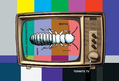 termite.jpeg