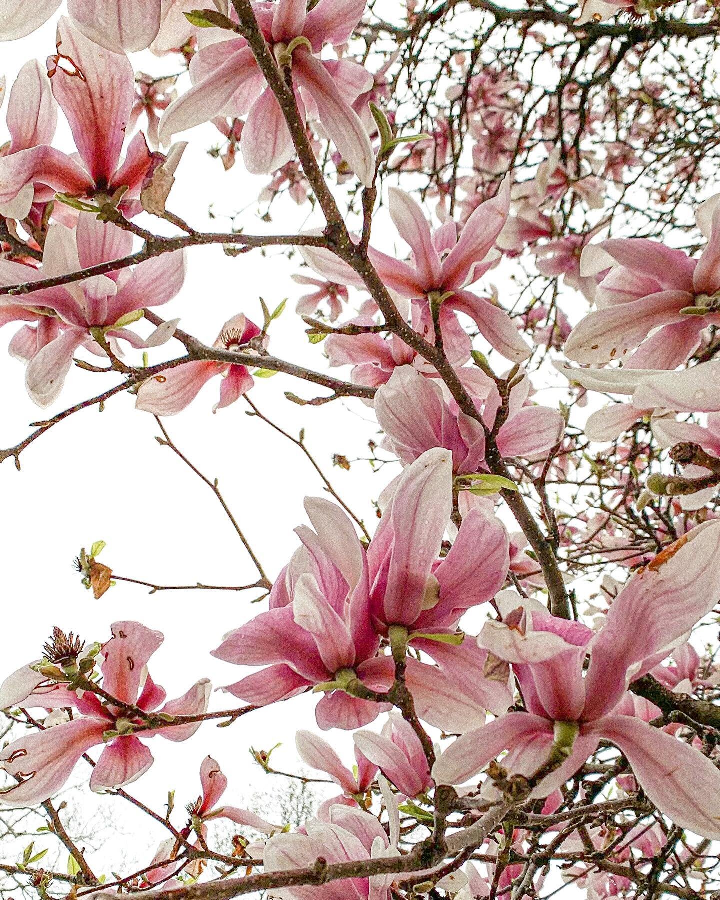 Found some beauty among the gloom on my walk this morning 🌸 And low key looking forward to some spring storms this afternoon. Don&rsquo;t threaten me with a cozy day ☕️

.

.

.

#smallbusiness #creativewomen #littlethings #cozy #shedesigns #livecol