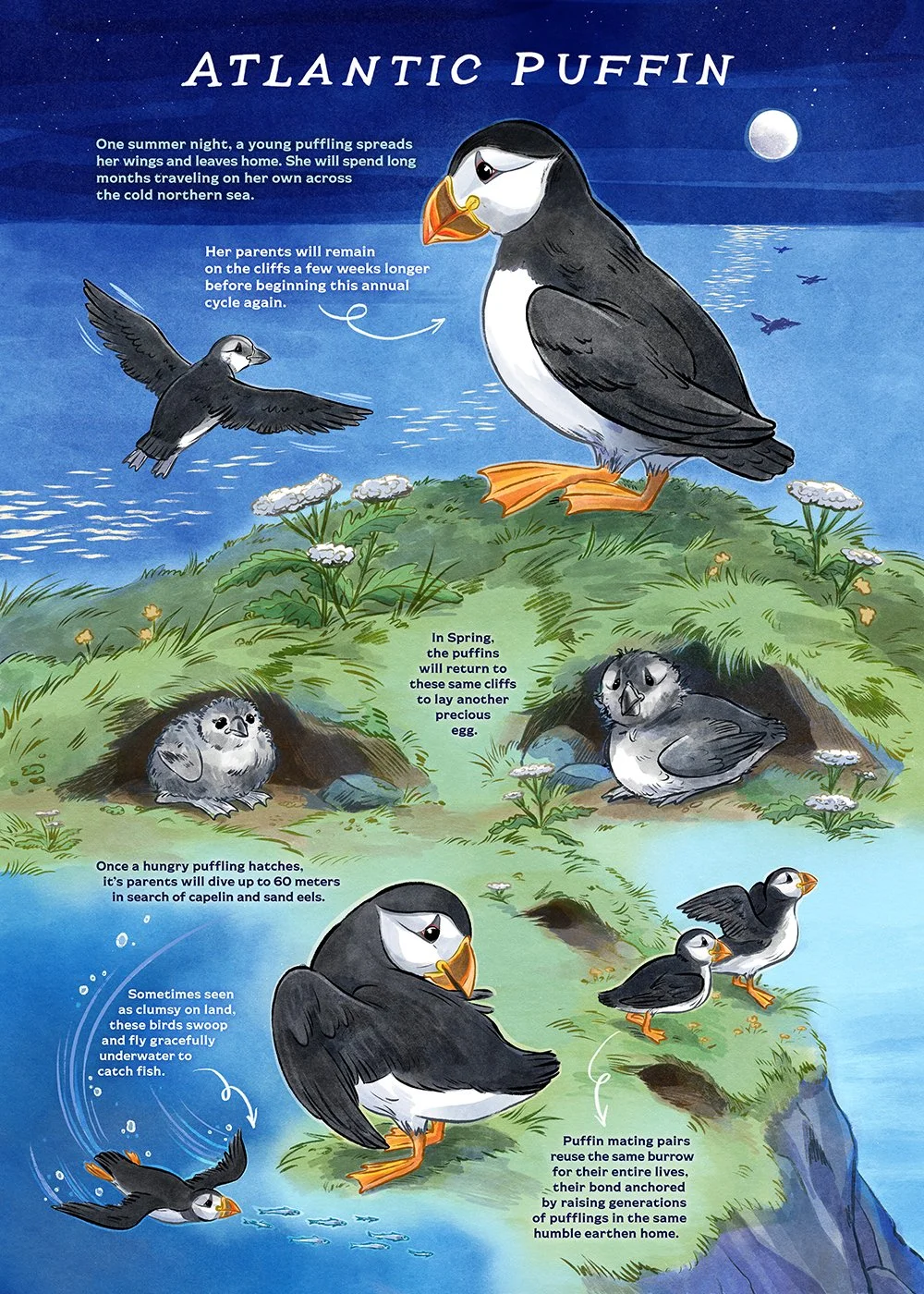 CRycz_AtlanticPuffin_poster_web.jpg