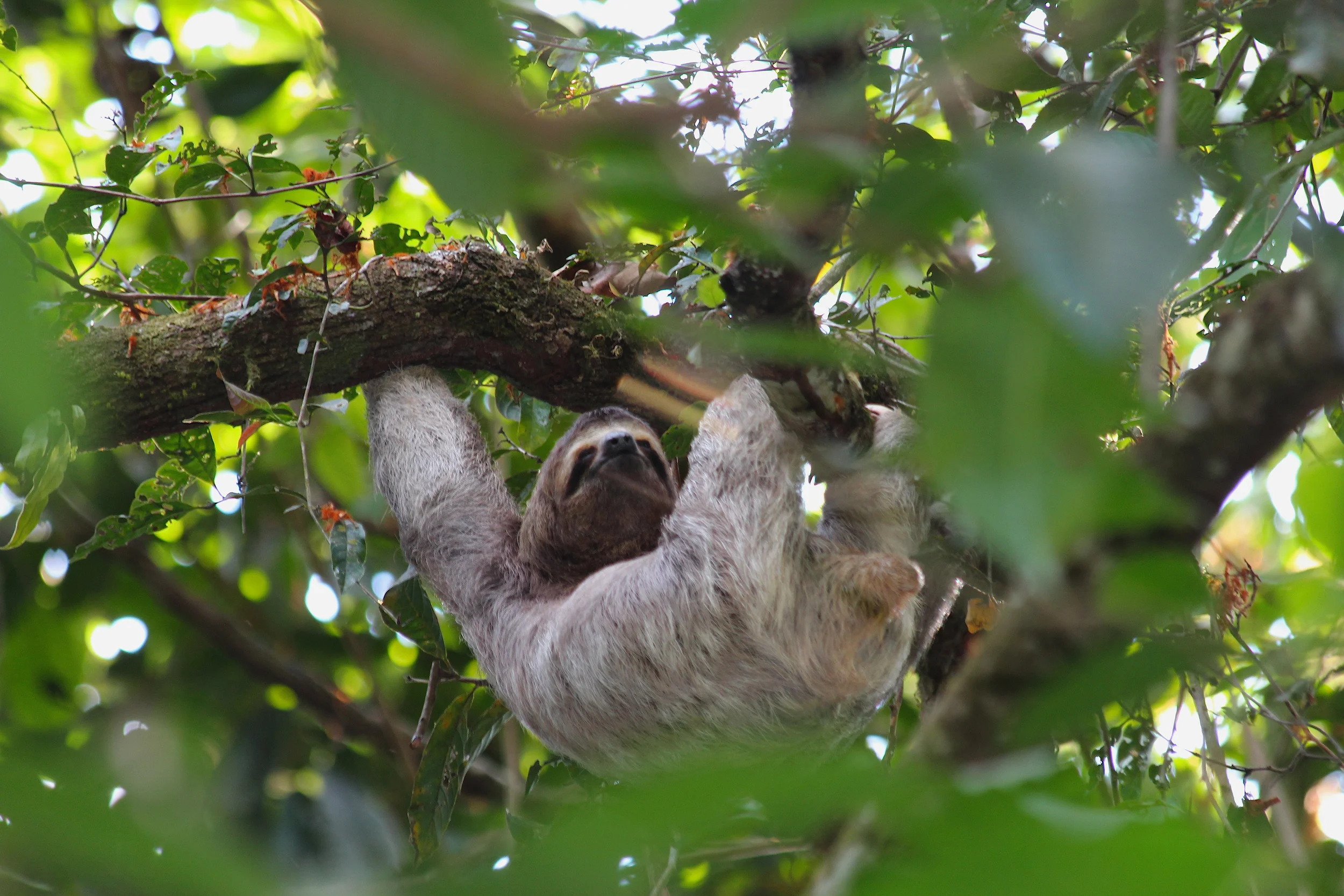 Sloth Chilling Out.jpg