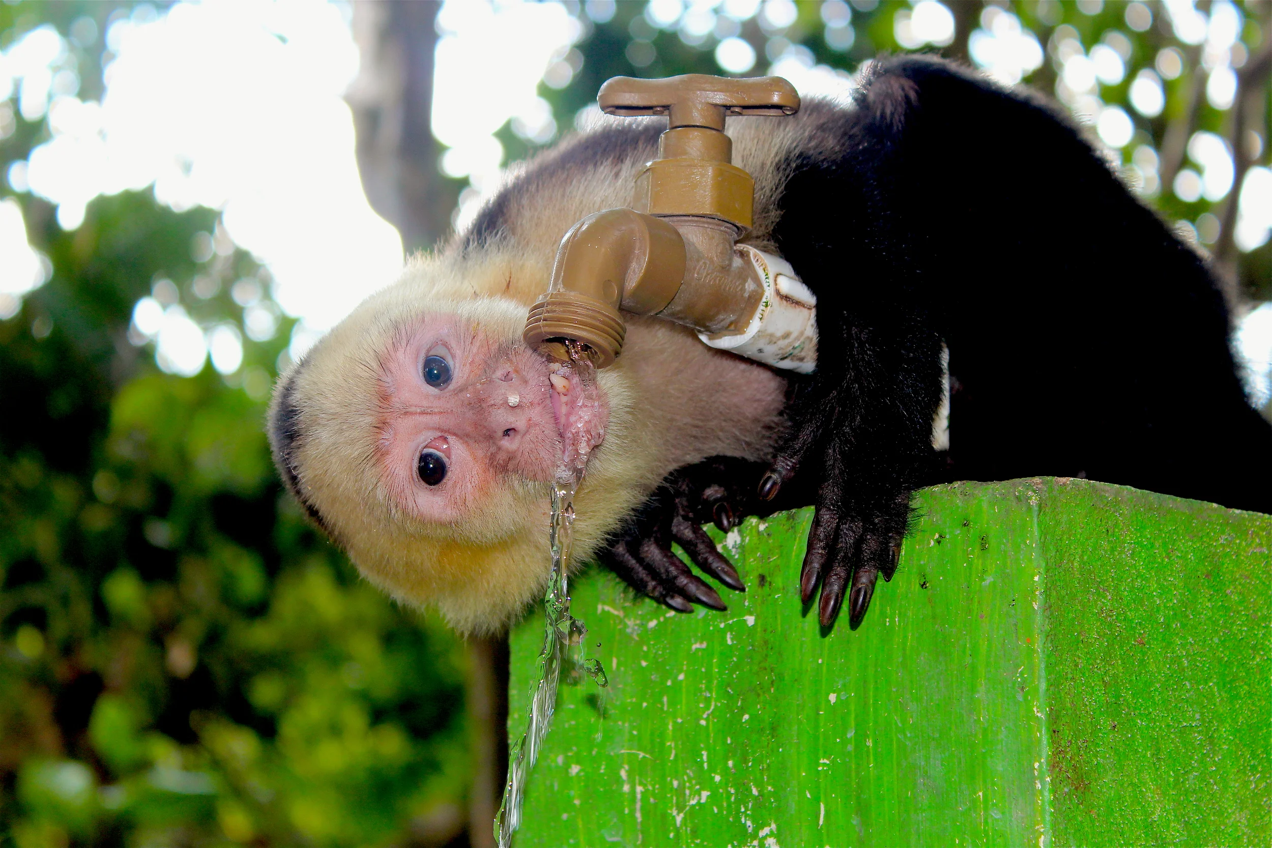 Monkey Drinking Fountain.jpg
