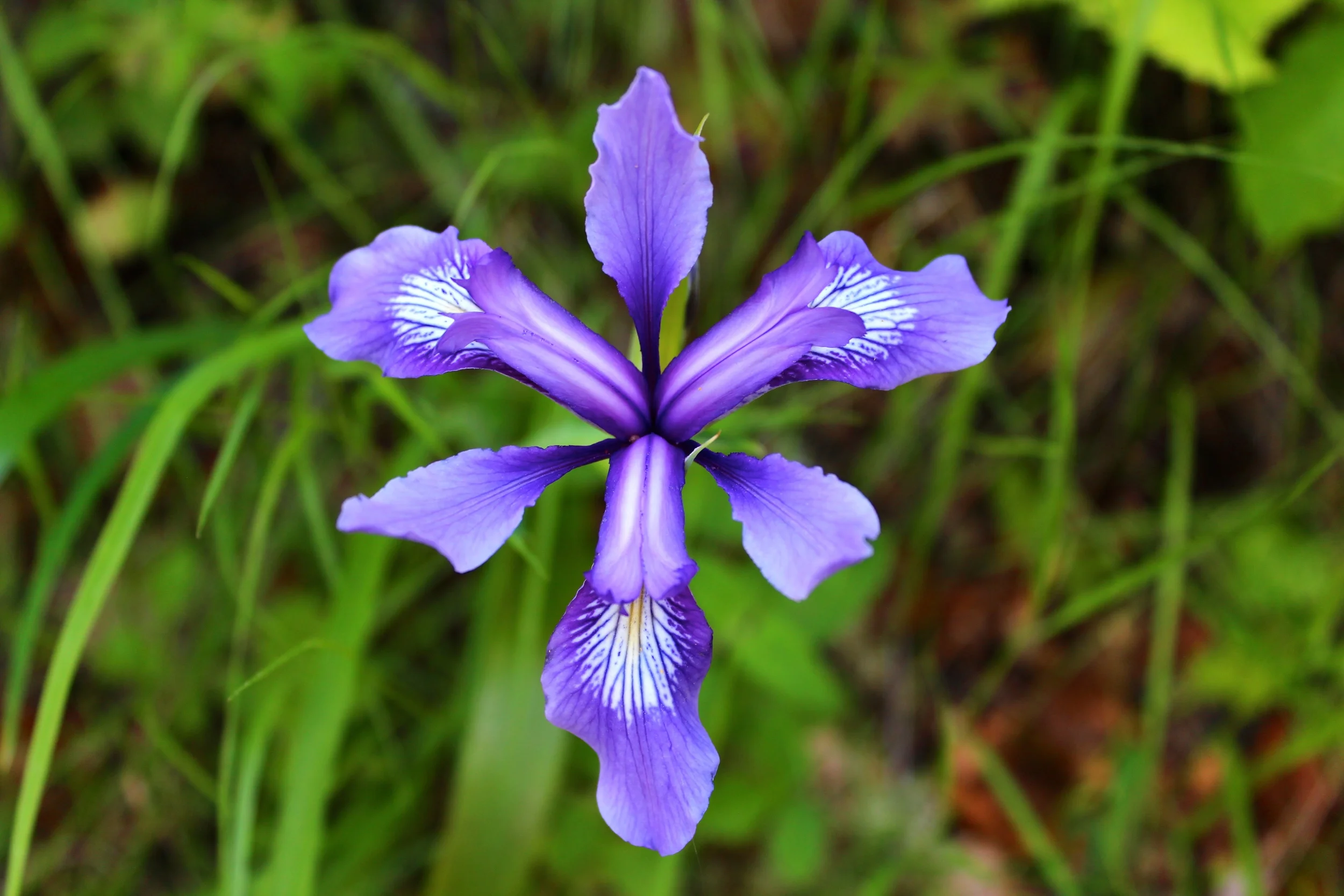 Flower - thin.JPG