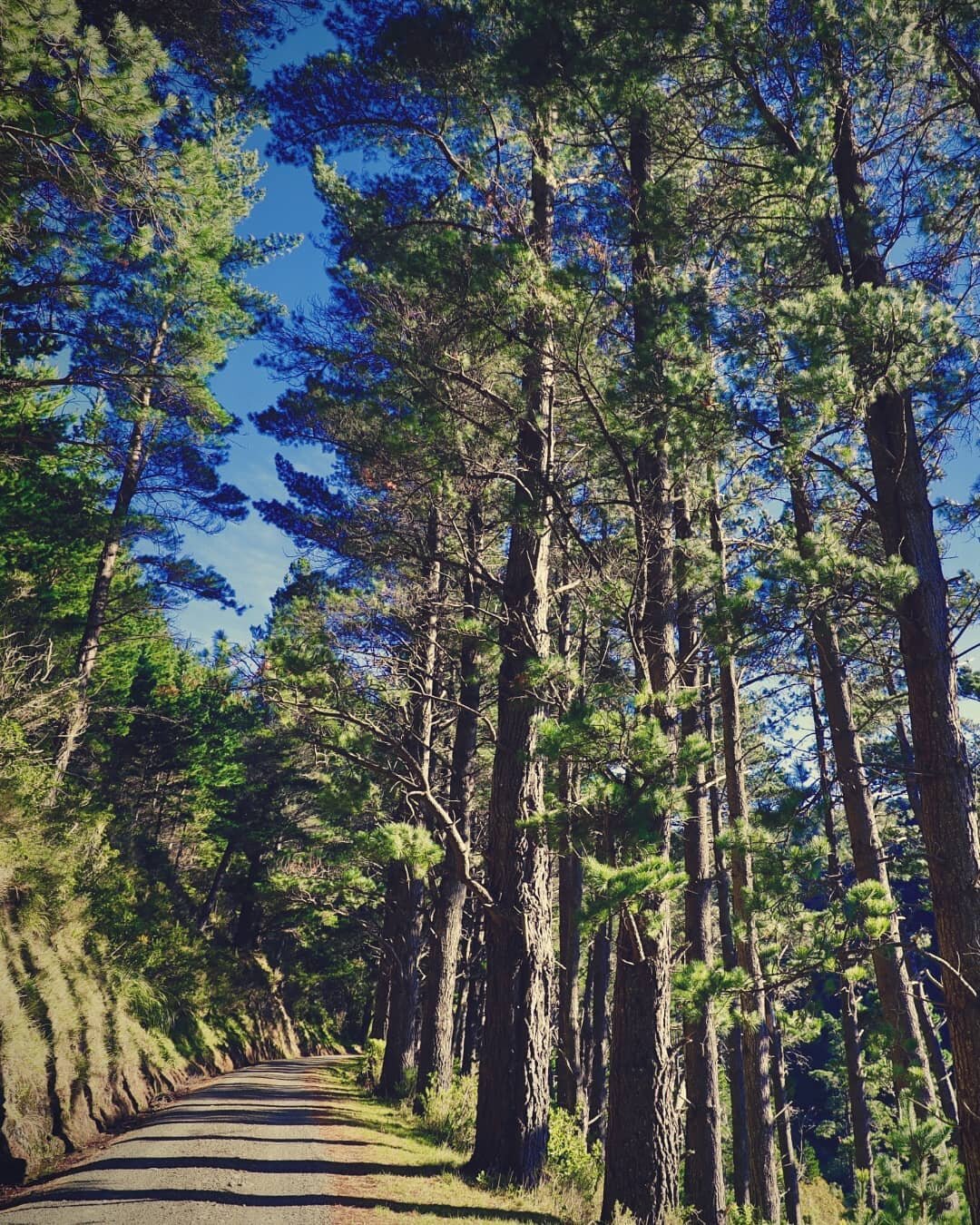 Great shot here of the ride up to summit on the Remutaka Incline Trail 👌keen to explore this awesome trail? Pop along to our new kaitoke site for bike &amp; ebike hire from $30! 😲 
www.wildfinder.co.uk/kaitoke

Photo credit: Kim Adamson

#wildfinde