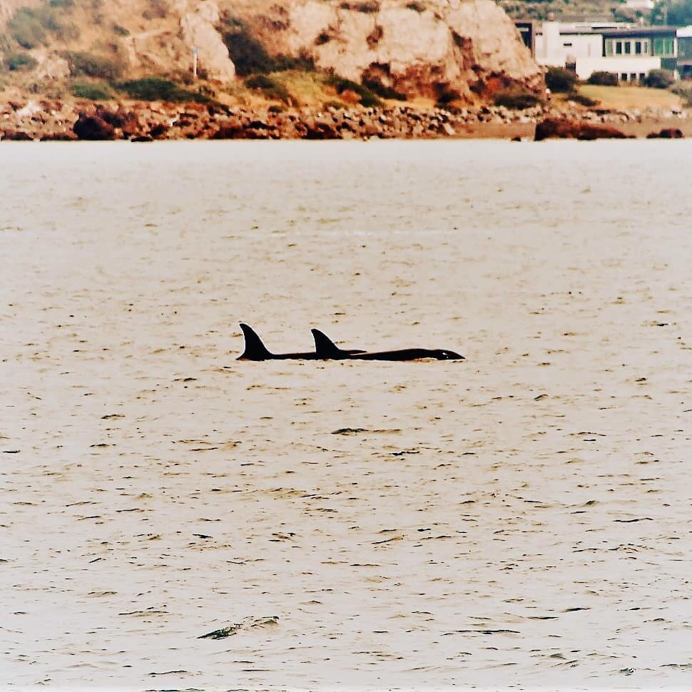We had some visitors out on the Pencarrow coast yesterday! great to see such awesome wildlife from the trail 👌🚴🐋

#wildfinder_nz #orca #wellington
