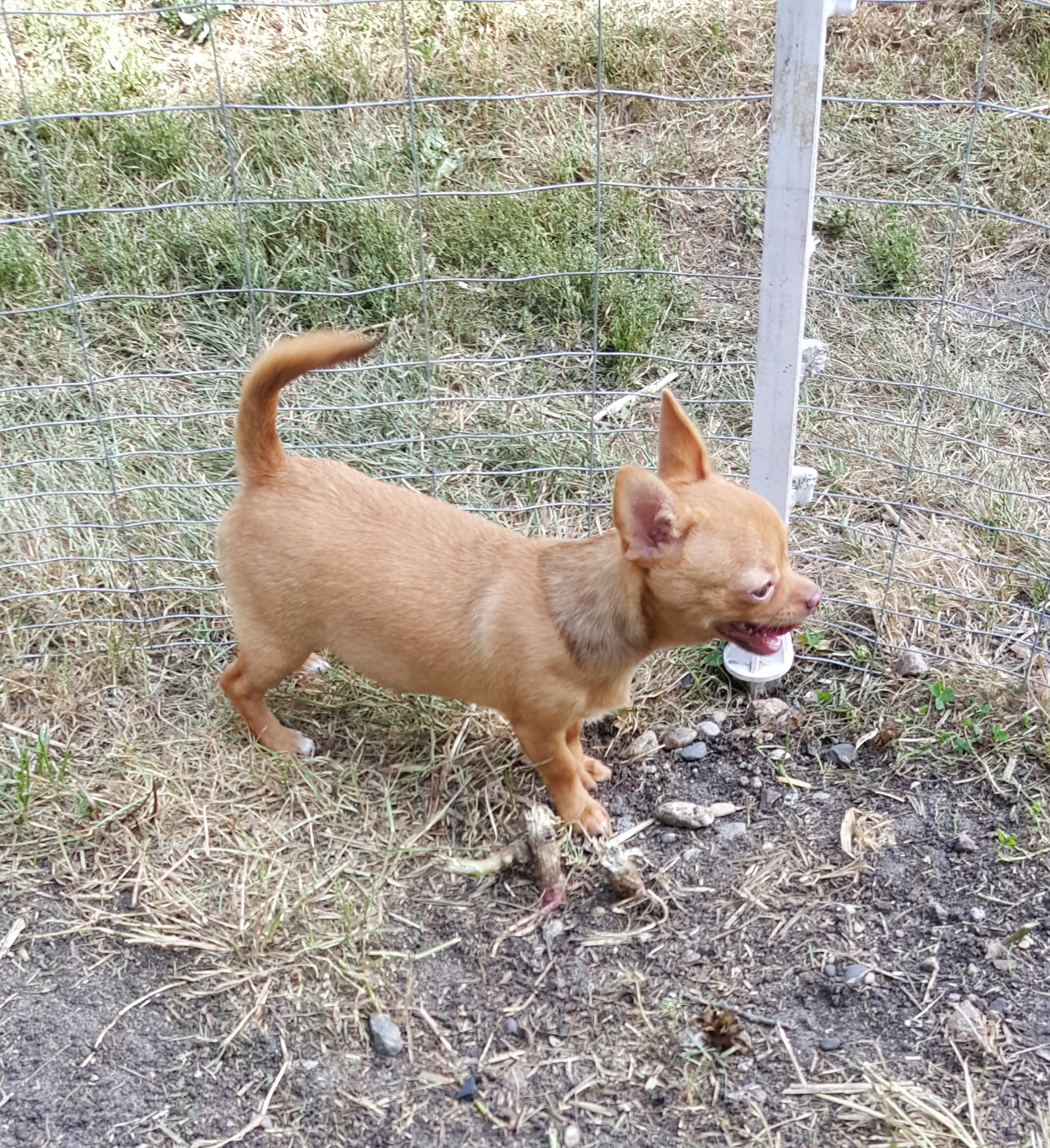 two y ranch toy aussie puppies for sale $500 australian shepherd aussies near me teacup chihuahua mini aussiedoodle breeders breeder south carolina blue merle y-not in texas brindle columbia sc blue north dakota kansas ks new york ny pennsylvania pa west virginia wv city tx