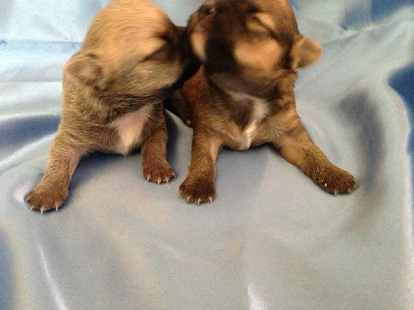 two y ranch toy aussie puppies for sale $500 australian shepherd aussies near me teacup chihuahua mini aussiedoodle breeders breeder south carolina blue merle y-not in texas brindle columbia sc blue north dakota kansas ks new york ny pennsylvania pa west virginia wv city tx