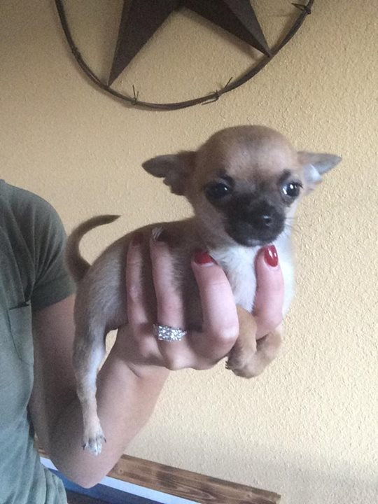 two y ranch toy aussie puppies for sale $500 australian shepherd aussies near me teacup chihuahua mini aussiedoodle breeders breeder south carolina blue merle y-not in texas brindle columbia sc blue north dakota kansas ks new york ny pennsylvania pa west virginia wv city tx