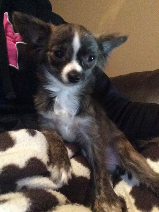 two y ranch toy aussie puppies for sale $500 australian shepherd aussies near me teacup chihuahua mini aussiedoodle breeders breeder south carolina blue merle y-not in texas brindle columbia sc blue north dakota kansas ks new york ny pennsylvania pa west virginia wv city tx