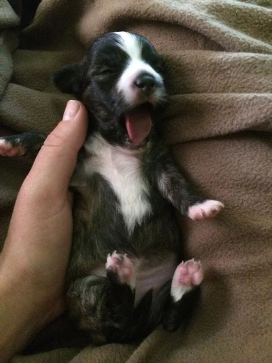 two y ranch toy aussie puppies for sale $500 australian shepherd aussies near me teacup chihuahua mini aussiedoodle breeders breeder south carolina blue merle y-not in texas brindle columbia sc blue north dakota kansas ks new york ny pennsylvania pa west virginia wv city tx