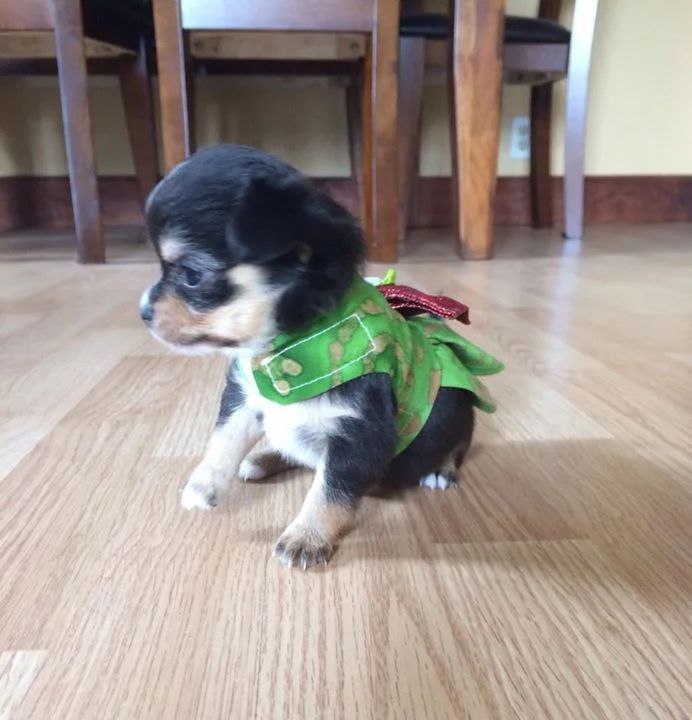 two y ranch toy aussie puppies for sale $500 australian shepherd aussies near me teacup chihuahua mini aussiedoodle breeders breeder south carolina blue merle y-not in texas brindle columbia sc blue north dakota kansas ks new york ny pennsylvania pa west virginia wv city tx
