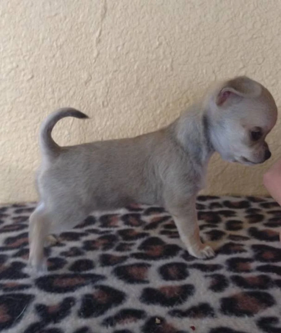 two y ranch toy aussie puppies for sale $500 australian shepherd aussies near me teacup chihuahua mini aussiedoodle breeders breeder south carolina blue merle y-not in texas brindle columbia sc blue north dakota kansas ks new york ny pennsylvania pa west virginia wv city tx