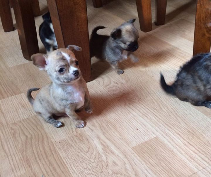 two y ranch toy aussie puppies for sale $500 australian shepherd aussies near me teacup chihuahua mini aussiedoodle breeders breeder south carolina blue merle y-not in texas brindle columbia sc blue north dakota kansas ks new york ny pennsylvania pa west virginia wv city tx