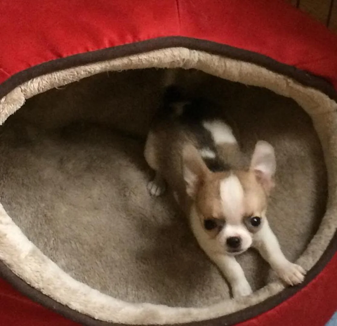 two y ranch toy aussie puppies for sale $500 australian shepherd aussies near me teacup chihuahua mini aussiedoodle breeders breeder south carolina blue merle y-not in texas brindle columbia sc blue north dakota kansas ks new york ny pennsylvania pa west virginia wv city tx