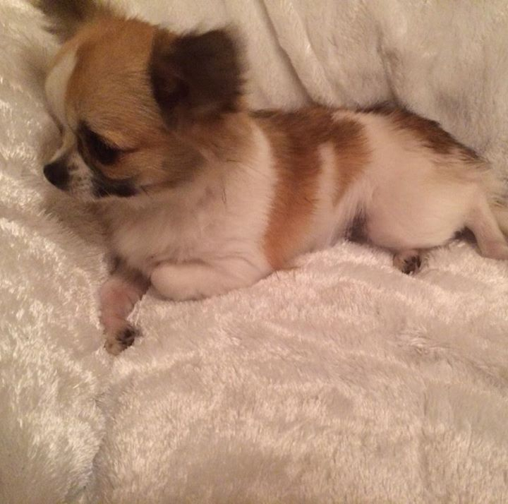 two y ranch toy aussie puppies for sale $500 australian shepherd aussies near me teacup chihuahua mini aussiedoodle breeders breeder south carolina blue merle y-not in texas brindle columbia sc blue north dakota kansas ks new york ny pennsylvania pa west virginia wv city tx
