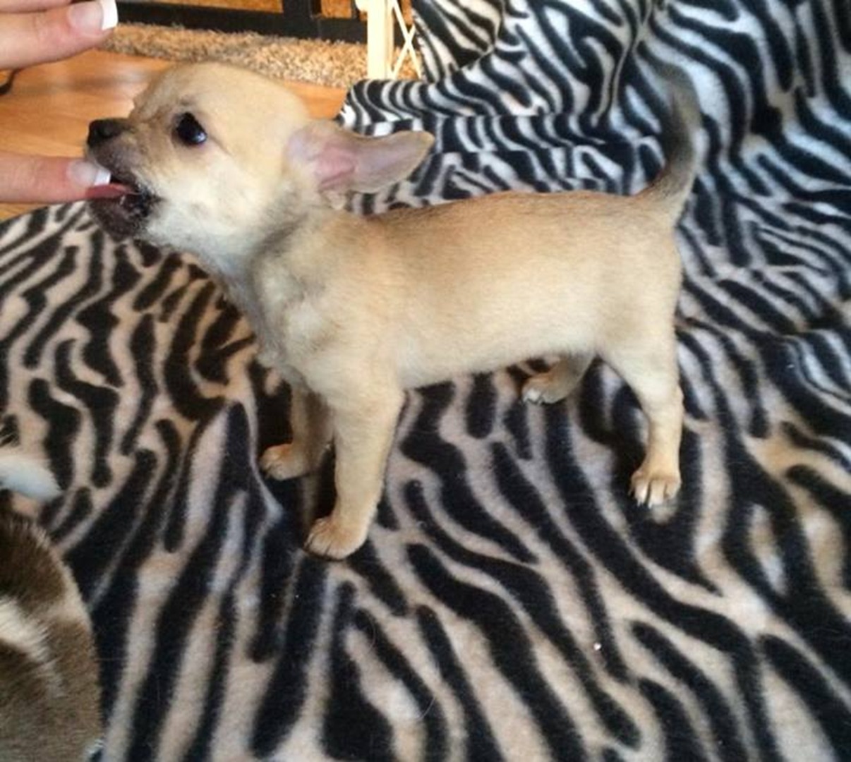 two y ranch toy aussie puppies for sale $500 australian shepherd aussies near me teacup chihuahua mini aussiedoodle breeders breeder south carolina blue merle y-not in texas brindle columbia sc blue north dakota kansas ks new york ny pennsylvania pa west virginia wv city tx